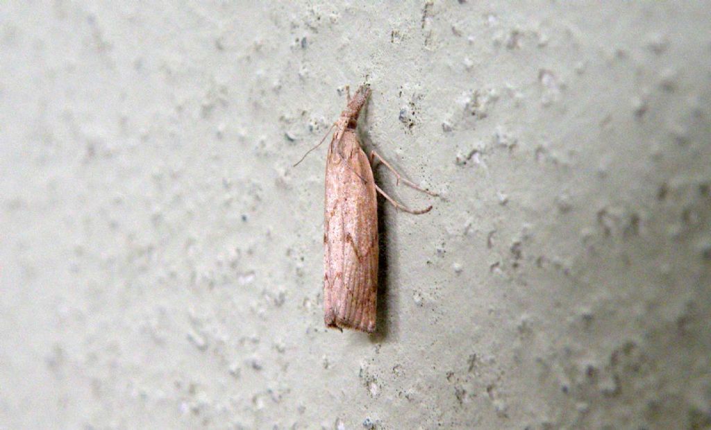 Agriphila geniculea?   No, Pediasia contaminella (Crambidae)